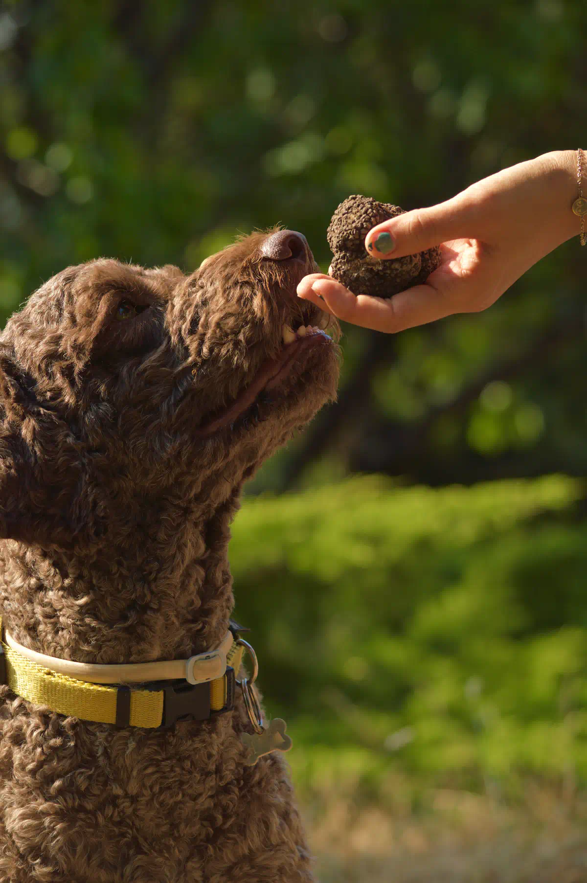 A Lagotto Romagnolo dog digging for fresh truffles in a forest, demonstrating the professional standard for harvesting.