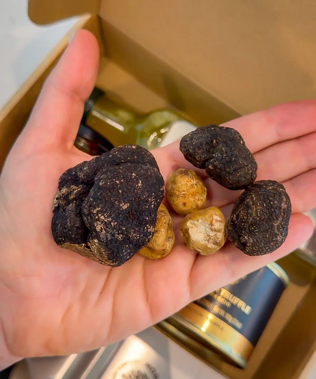 black and white whole fresh truffles in a hand.
