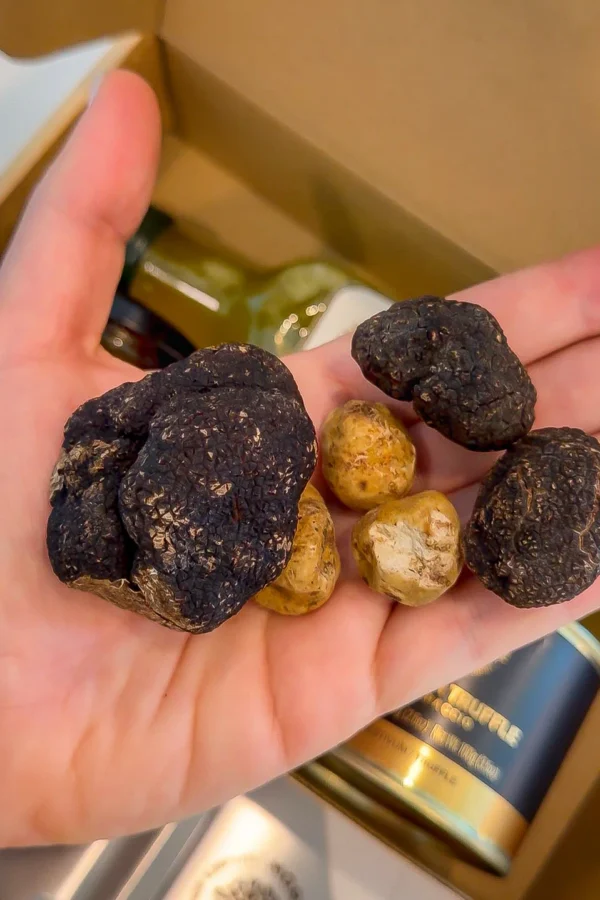 black and white truffles in a hand.